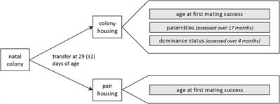 High Reproductive Success Despite Queuing – Socio-Sexual Development of Males in a Complex Social Environment